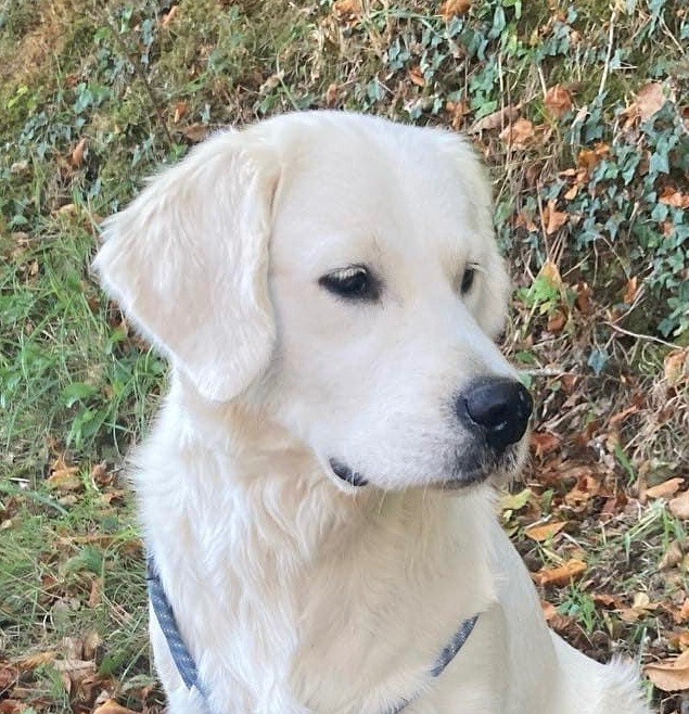 Sokette Des Goldens De Nissayla