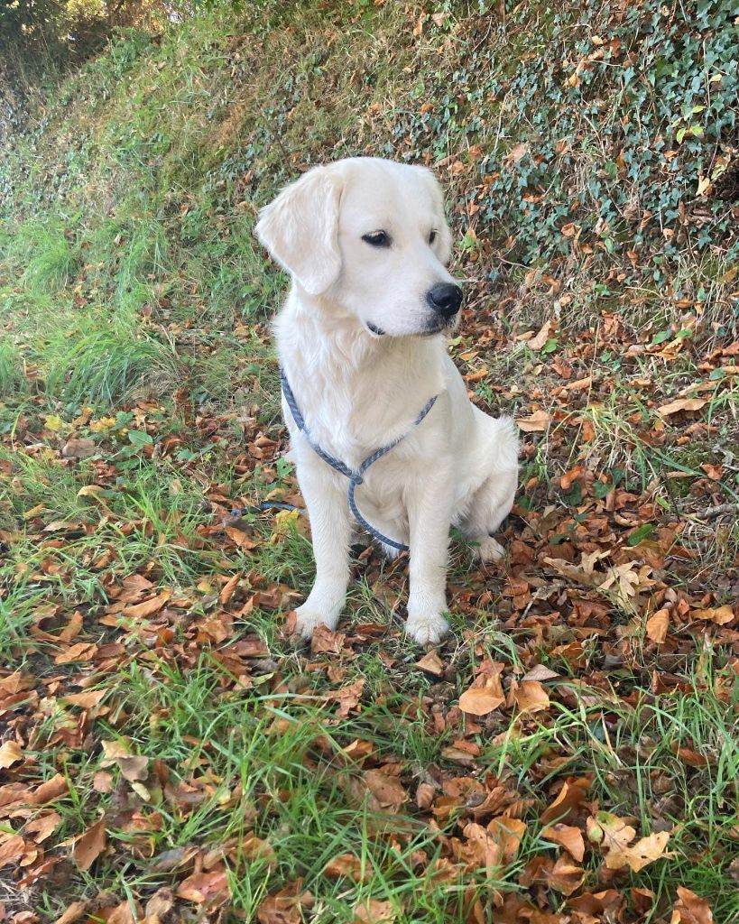Sokette Des Goldens De Nissayla
