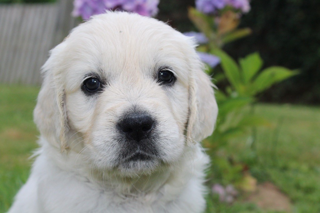 Des Goldens De Nissayla - Chiots disponibles - Golden Retriever