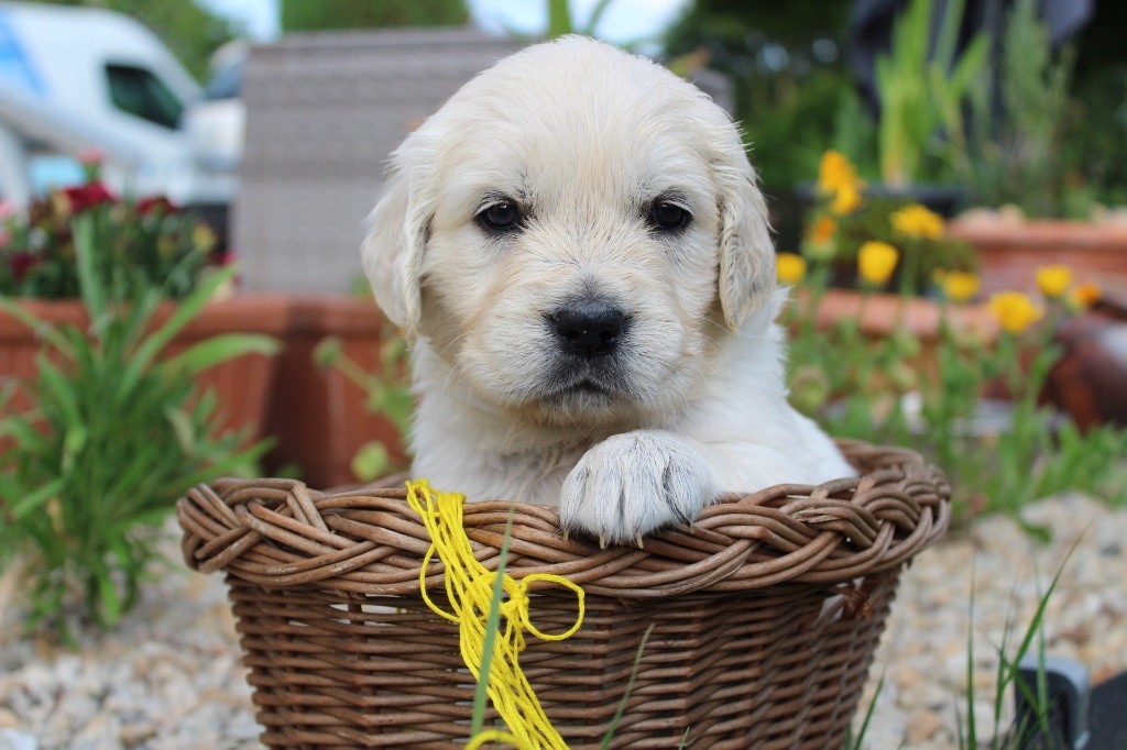 Des Goldens De Nissayla - Chiots disponibles - Golden Retriever