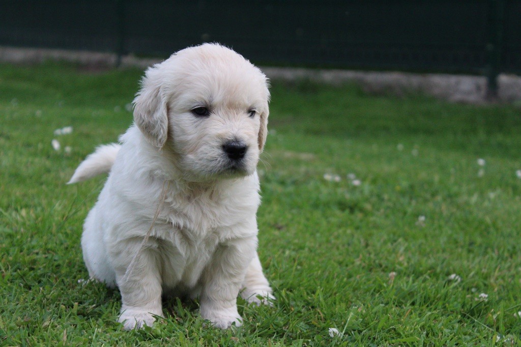 Des Goldens De Nissayla - Chiots disponibles - Golden Retriever