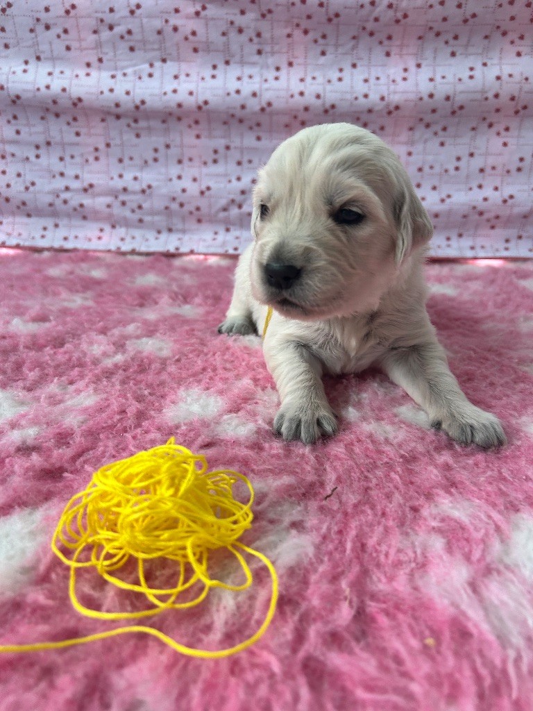 Des Goldens De Nissayla - Chiots disponibles - Golden Retriever