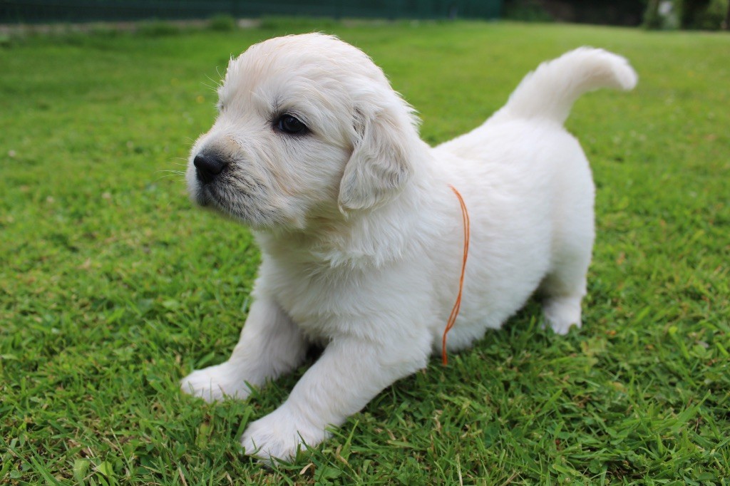 Des Goldens De Nissayla - Chiots disponibles - Golden Retriever