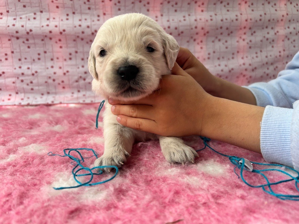 Des Goldens De Nissayla - Chiots disponibles - Golden Retriever