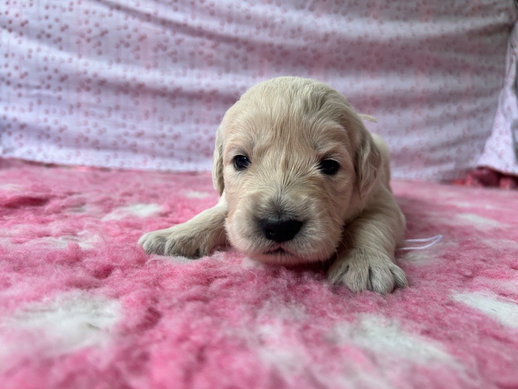 Des Goldens De Nissayla - Chiots disponibles - Golden Retriever