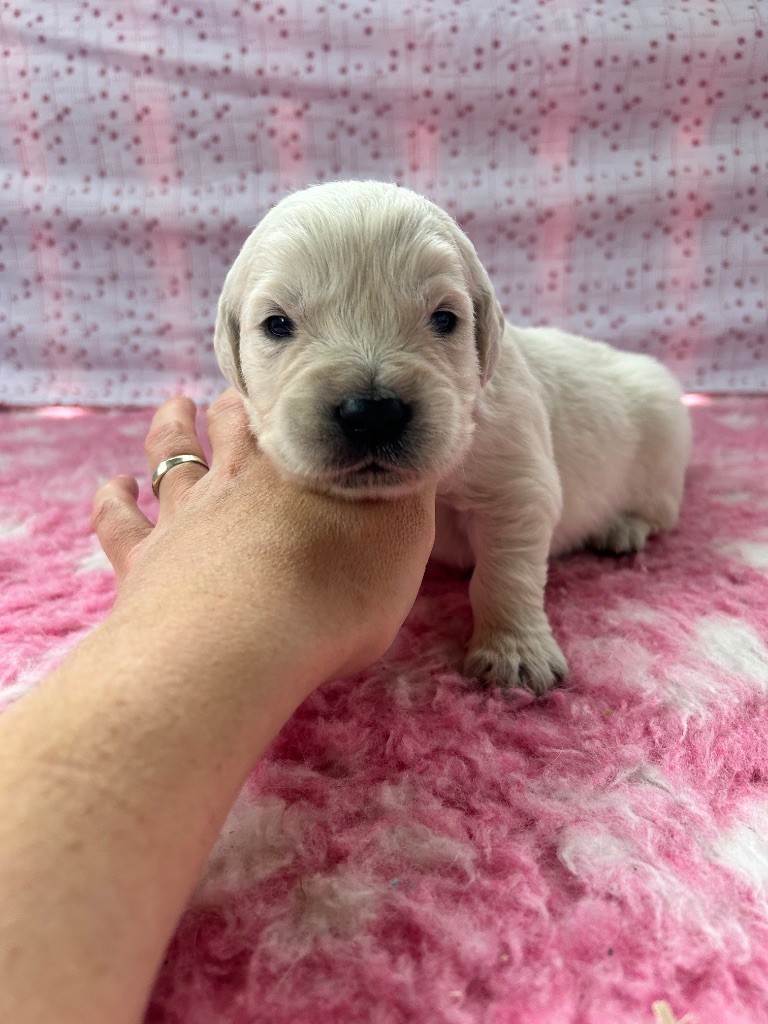 Des Goldens De Nissayla - Chiots disponibles - Golden Retriever