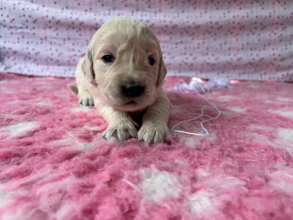 Des Goldens De Nissayla - Chiots disponibles - Golden Retriever