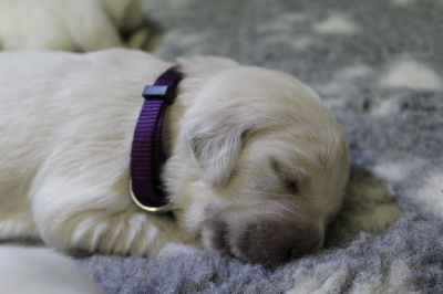 CHIOT 2