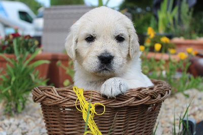 CHIOT 5