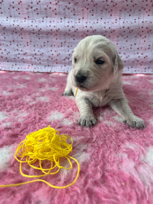CHIOT 4