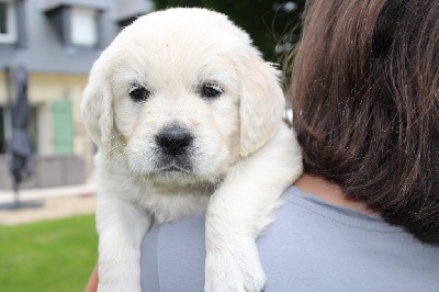 CHIOT 3