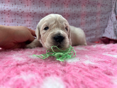 CHIOT 1