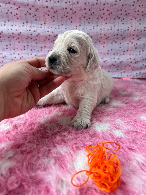 CHIOT 10