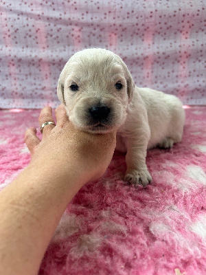 CHIOT 6