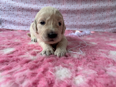 CHIOT 7