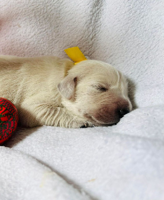 CHIOT 1