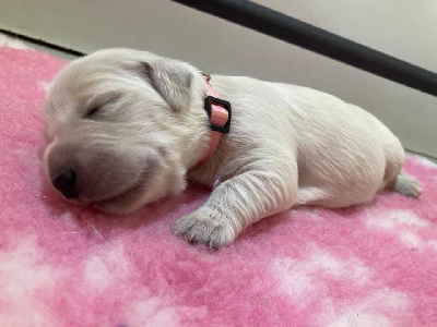 CHIOT 3