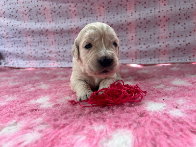 CHIOT 9