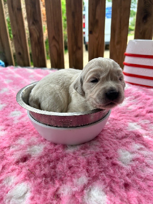 CHIOT 8