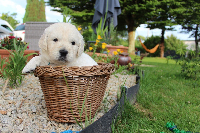 CHIOT 1