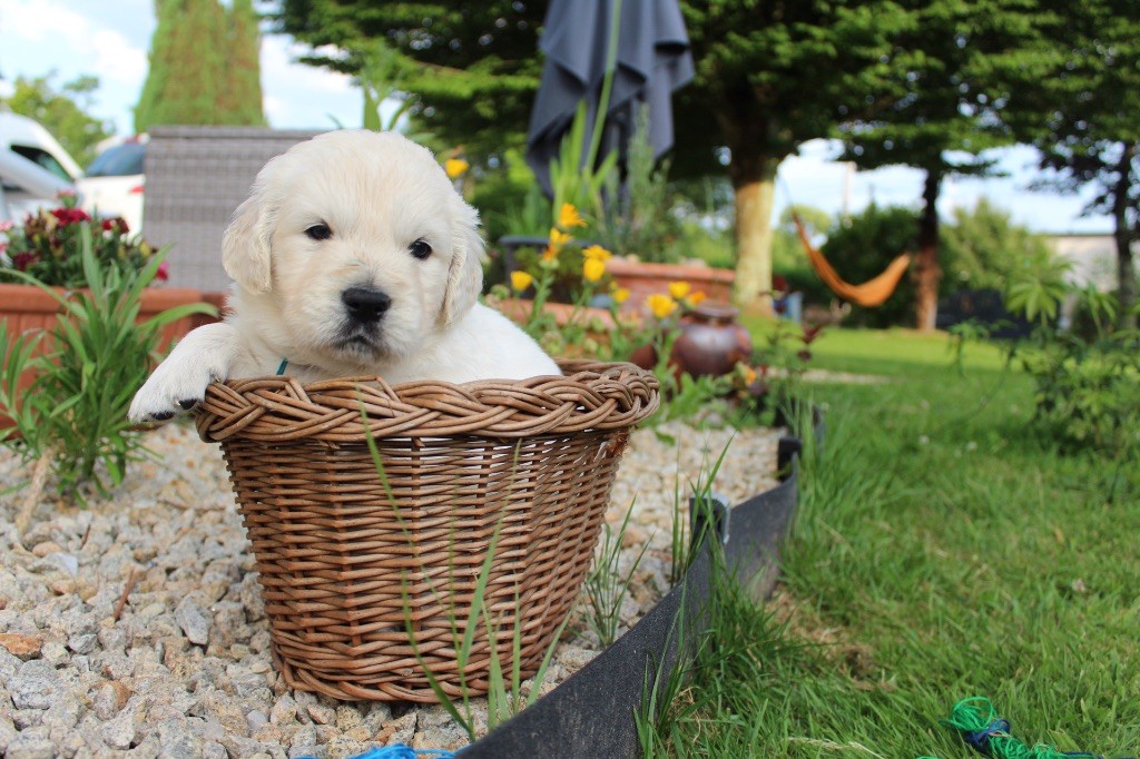 Des Goldens De Nissayla - Chiots disponibles - Golden Retriever