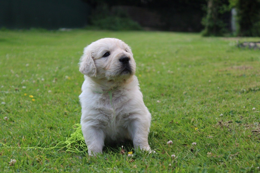 Des Goldens De Nissayla - Chiots disponibles - Golden Retriever